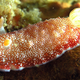 Illustration for article titled This sea slug has a detachable penis